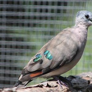 emerald-spotted wood dove (Turtur chalcospilos)