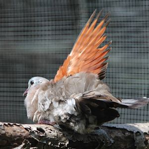 emerald-spotted wood dove (Turtur chalcospilos) sunbathing
