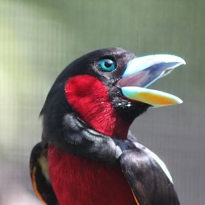 black and red broadbill (Cymbirhynchus macrorhynchos)