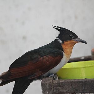 chestnut-winged cuckoo (Clamator coromandus)