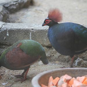 roulroul or crested wood partridges (Rollulus rouloul
