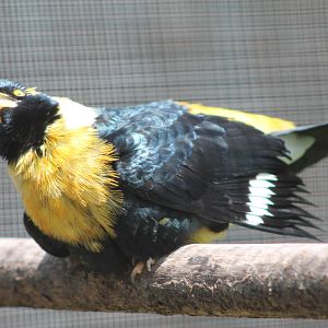 golden-breasted mynah (Mino anais) sunbathing