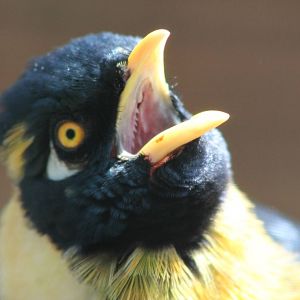 golden-breasted mynah (Mino anais)
