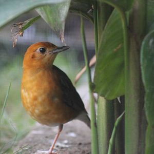 orange-headed thrush (Zoothera citrina)