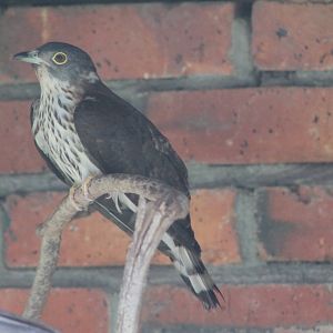 Malaysian hawk-cuckoo (Hierococcyx fugax)