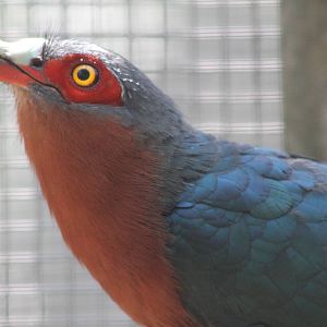 chestnut-breasted malkoha (Phaenicophaeus curvirostris)