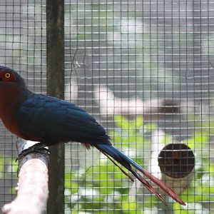 chestnut-breasted malkoha (Phaenicophaeus curvirostris)