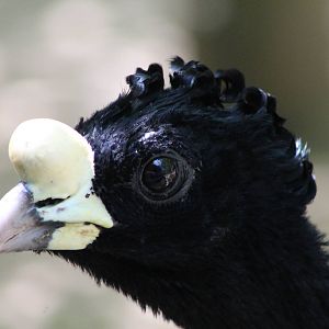 great curassow (Crax rubra)