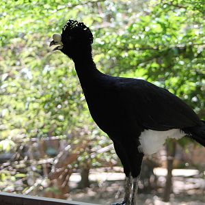 great curassow (Crax rubra)