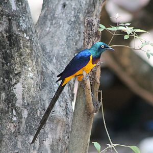 golden-breasted starling (Lamprotornis regius)