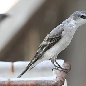 female ashy minivet (Pericrocotus divaricatus)