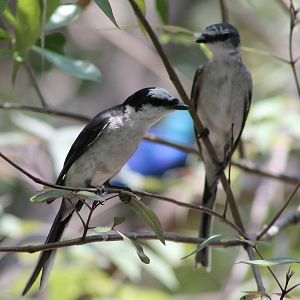 ashy minivets (Pericrocotus divaricatus)