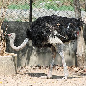 ostrich (Struthio camelus)