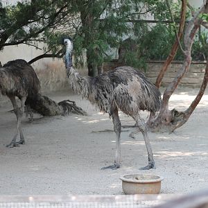 emus (Dromaius novaehollandiae)