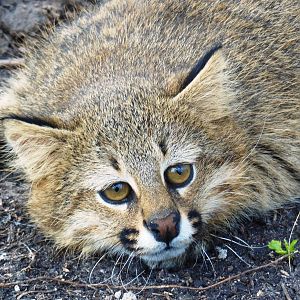 Pampas Cat F2