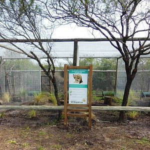 New Pampas Cat Exhibit