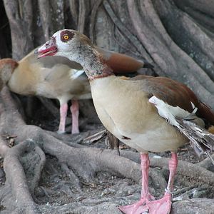 Egyptian geese (Alopochen aegyptiaca)