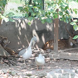 pink-backed pelicans (Pelecanus rufescens) and chital (Axis axis)