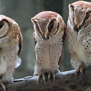 Oriental bay owls (Phodilus badius)