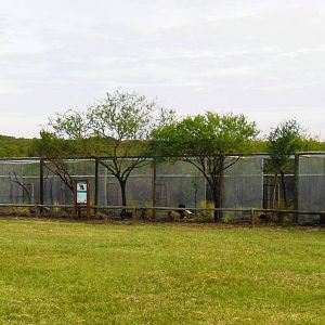 New Pampas Cat Exhibit