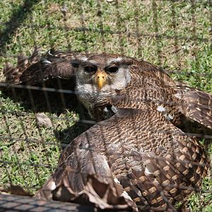Malay or barred eagle owl (Bubo sumatranus)