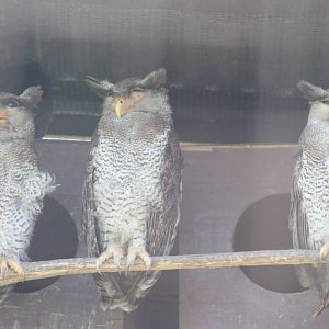 Malay or barred eagle owls (Bubo sumatranus)