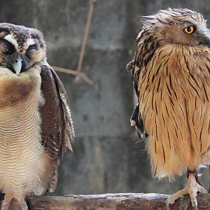 brown wood owl (Strix leptogrammica) and buffy fish owl (Ketupa ketupu)