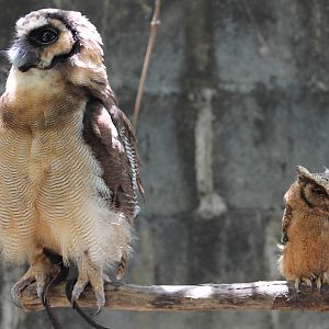 brown wood owl (Strix leptogrammica) and reddish scops owl (Otus rufescens)