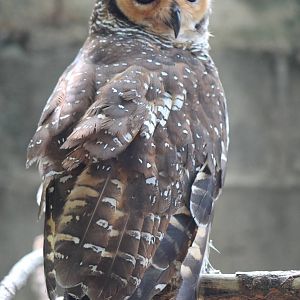 spotted wood owl (Strix seloputo)