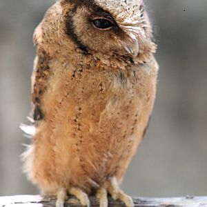reddish scops owl (Otus rufescens)