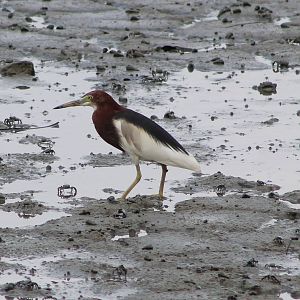 Chinese pond heron (Ardeola baccus)