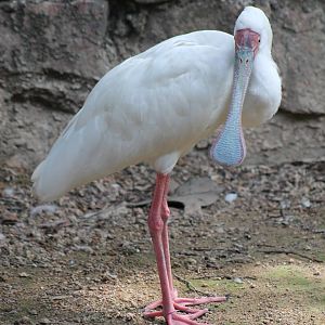 African spoonbill (Platalea alba)