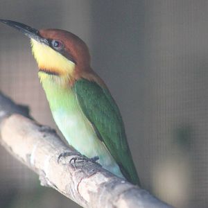 chestnut-headed bee-eater (Merops leschenaulti)