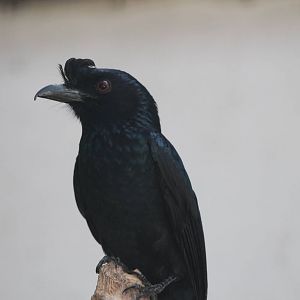 greater racquet-tailed drongo (Dicrurus paradiseus)