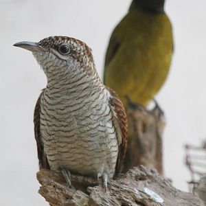 banded bay cuckoo (Cacomantis sonneratii)