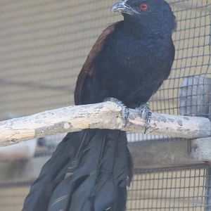 lesser coucal (Centropus bengalensis)