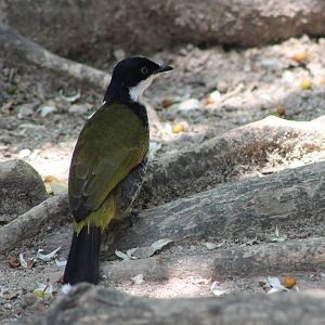 scaly-breasted bulbul (Pycnonotus squamatus)