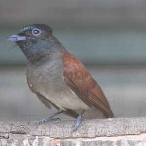 Asian paradise flycatcher (Terpsiphone paradisi)