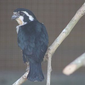 black-thighed falconet (Microhierax fringillarius)