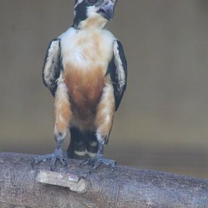 black-thighed falconet (Microhierax fringillarius)