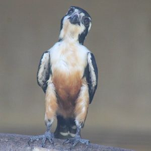 black-thighed falconet (Microhierax fringillarius)