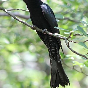 drongo cuckoo (Surniculus lugubris)