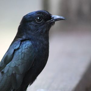 drongo cuckoo (Surniculus lugubris)
