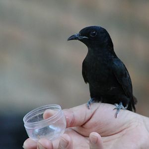 drongo cuckoo (Surniculus lugubris)