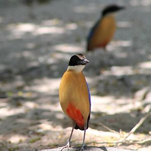 blue-winged pittas (Pitta moluccensis)