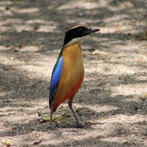 blue-winged pitta (Pitta moluccensis)