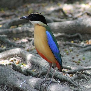 blue-winged pitta (Pitta moluccensis)