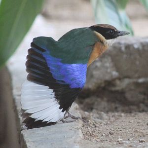blue-winged pitta (Pitta moluccensis) stretching