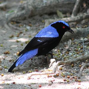 male Asian fairy bluebird (Irena puella)