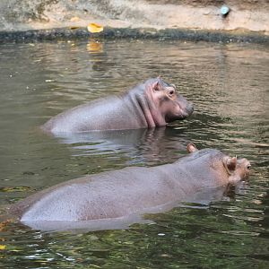 common hippos